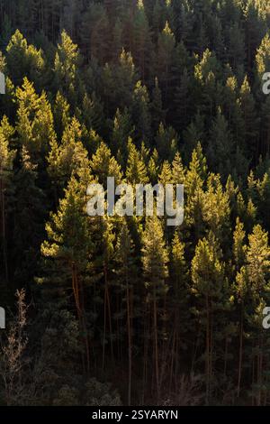 Ein ruhiger Blick auf die Kiefern, die im goldenen Licht des Sonnenuntergangs getaucht sind und das üppige Grün eines dichten, ländlichen Waldes hervorheben. Stockfoto