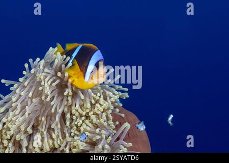 Ein lebendiger zweibändiger Anemonenfisch, Amphiprion bicinctus, blickt aus seinem schützenden Anemonenheim im tiefen blauen Ozean. Stockfoto