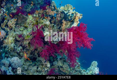 Eine lebendige Unterwasserlandschaft mit einem Korallenriff, das mit rosa Algen geschmückt ist und von farbenfrohen Meeresgoldie und verschiedenen Rifffischen in sauberer Umgebung wimmelt. Stockfoto