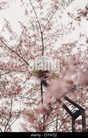 Eine Straßenlaterne ist anmutig von blühenden Sakura-Blumen umgeben, die eine atemberaubende Darstellung zarter rosafarbener Blüten im Herzen der japanischen Kirsche schaffen Stockfoto