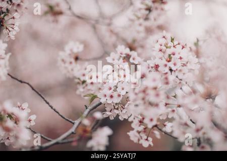 Zarte rosafarbene Sakura-Blüten zieren Zweige in voller Blüte und zeigen die Schönheit des Frühlings in Japan. Eine heitere und fesselnde Naturszene, die sich erinnert Stockfoto