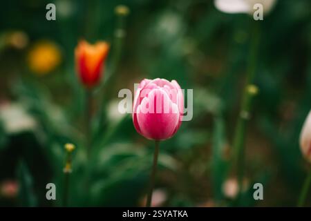 Nahaufnahme eines rosafarbenen Tulpenvordergrunds mit verschwommenen orangefarbenen und weißen Tulpen dahinter, die die frühe Frühlingsblüte in einem üppigen Garten zeigen. Stockfoto