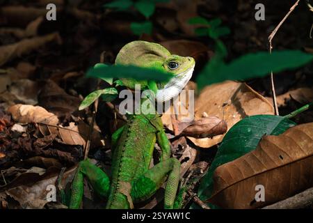 Ein lebhafter grüner Leguan, der sich in der Waldstreu befindet, dessen intensive Farben sich von den braunen Blättern um ihn herum abheben. Stockfoto