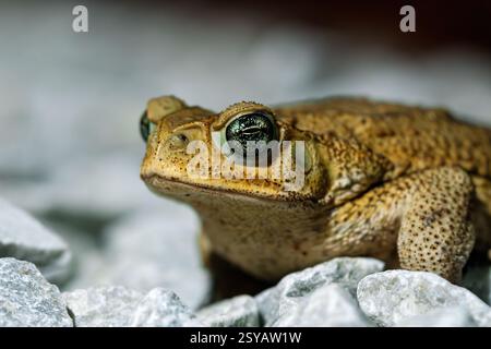 Detailliertes Porträt einer Cane Toad, Rhinella Marina, mit strukturierter Haut und lebendigen Augen auf einem Bett aus grauen Felsen. Stockfoto