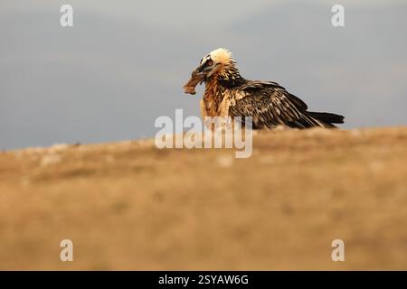 Ein majestätischer Bartgeier, der sein atemberaubendes Gefieder zeigt, thront in der rauen Landschaft der Pyrenäen. Fängt das Wesen der Tierwelt in seinen n ein Stockfoto