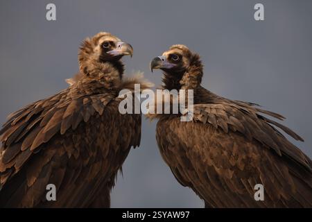 Nahaufnahme von zwei Cinereous-Geiern, die nahe beieinander liegen, vor einem gedämpften Hintergrund, die ihre detaillierte Federstruktur betonen Stockfoto