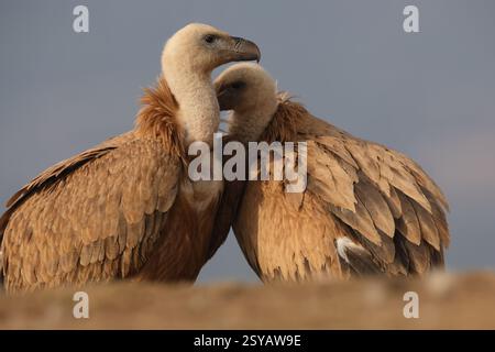 Ein Nahaufnahme-Bild, das einen zarten Moment zwischen zwei Gänsegeiern festmacht, während sie sich liebevoll aneinander kuscheln, vor einem weichen, grauen Hintergrund. Stockfoto