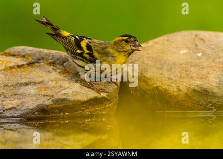 Ein lebendiger europäischer Sisskin, Spinus spinus, auf einem moosigen Stein, trinkt aus einem Wasserkörper, ein heiterer Teich vor einem leuchtend grünen Hintergrund. Stockfoto
