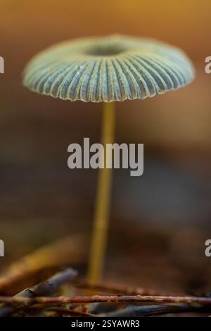 Nahaufnahme eines kleinen Pilzes mit einer zarten, strukturierten Kappe und einem schlanken Stiel, umgeben von einem weichen, verschwommenen Waldboden, der das Wesen der Natur einfängt Stockfoto