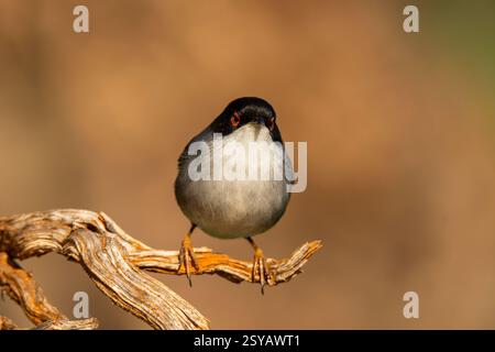 Eine exquisite sardische Warbler, Sylvia melanocephala, thront elegant auf einem knorrigen Zweig und zeigt sein markantes grau-weißes Gefieder Stockfoto