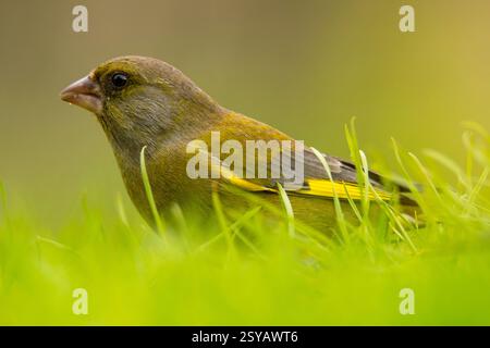 Nahaufnahme eines europäischen Grünfinks, Chloris chloris, eingebettet zwischen leuchtend grünen Grashalmen, die sein dezentes gelb-grünes Gefieder hervorheben Stockfoto