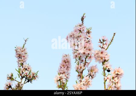 Ein ruhiges Porträt von Mandelblüten in voller Blüte, aufgenommen vor einem weichen blauen Himmel während eines ruhigen Nachmittags. Die zarten rosa Blüten symbolisieren Stockfoto
