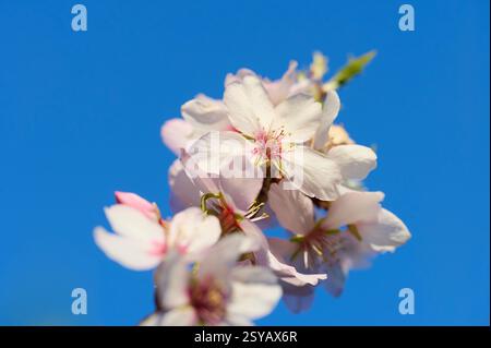 Ein atemberaubendes Nahaufnahme-Bild von Mandelblüten vor einem leuchtend blauen Himmel an einem sonnigen Nachmittag. Die zarten weißen Blüten und das auftauchende grüne L Stockfoto