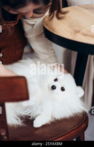 Flauschiger weißer Hund, der bequem auf einem Stuhl im Buchladen liegt und liebevolle Haustiere von einer jungen Frau erhält. Die gemütliche Szene fängt einen Moment von relaxa ein Stockfoto