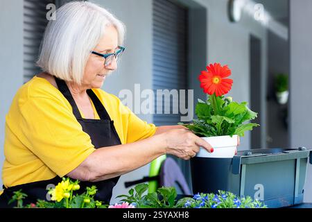 Eine ältere Frau, die Brille und Schürze trägt, neigt zu einer leuchtenden roten Gerbera Gänseblümchen in einem Topf. Umgeben von anderen bunten Blüten, ist sie konzentriert und Stockfoto
