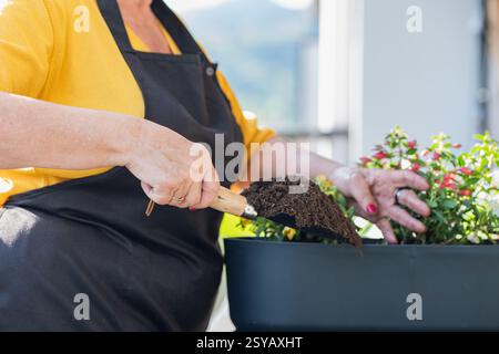 Eine ältere Frau trägt ein gelbes Hemd und eine schwarze Schürze, benutzt eine Gartenkelle, um einem Pflanzgefäß mit Blumen Erde zu geben. Ihre Hände zeigen Erfahrung und Auto Stockfoto