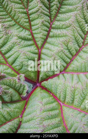 Eine lebendige Nahaufnahme eines frischen grünen Blattes mit auffälligen rosa Adern. Dieses Bild zeigt die komplizierten Muster und Texturen der Natur B Stockfoto