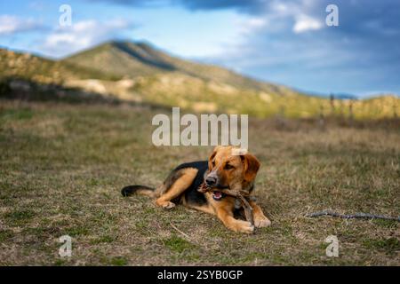Ein brauner und schwarzer Hund liegt auf Gras und kaut einen Stock vor dem Hintergrund griechischer Berge. Der blaue Himmel verstärkt die ruhige und natürliche Atmosphäre. Stockfoto
