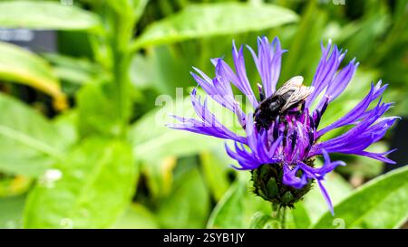 Eine Biene sammelt an einem sonnigen Tag Pollen aus einem auffälligen violetten Centaurea Cyanus, der allgemein als Kornblume bekannt ist. Stockfoto