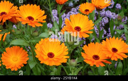 Eine helle und farbenfrohe Ausstellung von Calendula officinalis, allgemein bekannt als Pot Marigold, mit lebendigen Orangenblättern und kontrastfarbenem tiefrotem Zentrum Stockfoto