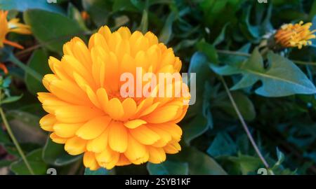 Eine Nahaufnahme einer hellorangen Calendula officinalis, auch bekannt als Pot Marigold, blüht in ihrem üppigen, grünen natürlichen Lebensraum. Stockfoto