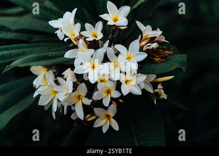 Eine Nahaufnahme einer wunderschönen Gruppe weißer und gelber Plumeria-Blüten, die häufig auf Bali zu finden sind. Diese Blüten sind auch als Frangipani bekannt und sind Pop Stockfoto