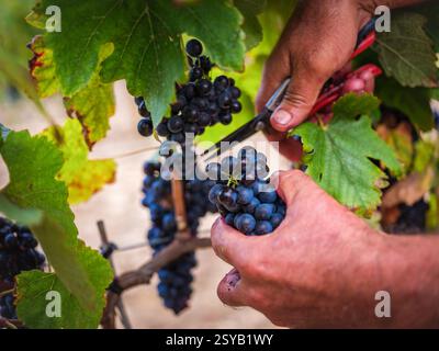 Nahaufnahme eines Bauern, der reife Trauben in einem üppigen Weinberg auf Mallorca erntet. Die tiefvioletten Trauben und die leuchtend grünen Blätter sorgen für einen auffälligen Eindruck Stockfoto