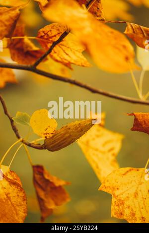 Nahaufnahme lebendiger gelber Ahornblätter, die das Wesen des Herbstes mit sanften Bokeh- und warmen Gelbtönen einfangen. Stockfoto