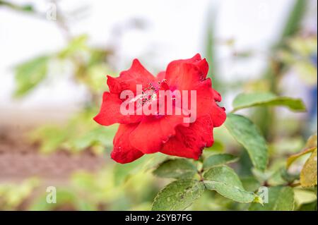 Makroaufnahme einer Rose, die die komplizierten Details ihrer Filamente und Antheren hervorhebt und die zarte Schönheit der Natur und der floralen Elemente, pe, zeigt Stockfoto