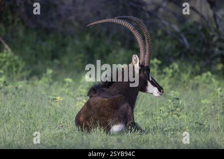 Sable Antilope (Hippotragus niger), männlich, Qwabi Private Game Reserve, Biosphärenreservat, Limpopo, Südafrika, Afrika Stockfoto