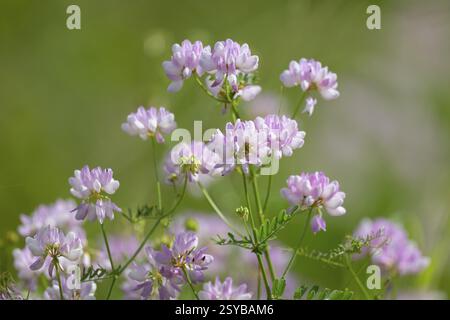 Bunte Kronenwicke (Securigera varia), blühend, Thüringen, Deutschland, Europa Stockfoto