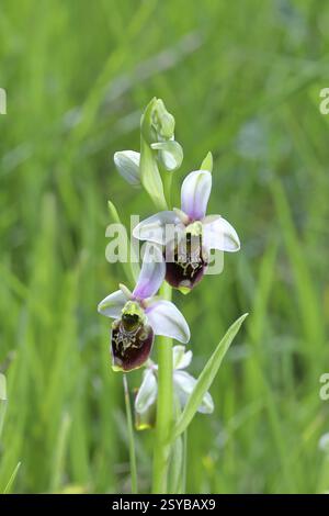 Hummelorchidee (Ophrys holoserica) Wildorchidee, auf einer Wiese, Nahaufnahme, Rheinland-Pfalz, Deutschland, Europa Stockfoto