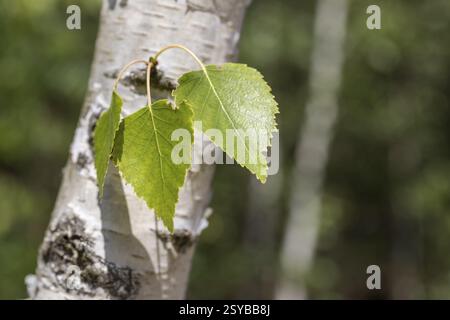 Blätter am Stamm einer Birke (Betula), Deutschland, Europa Stockfoto
