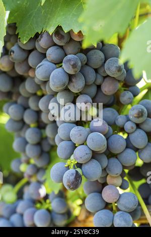 Rote Trauben in einem Weinberg in Chianti, Chianti Region, Toskana, Italien, Europa Stockfoto