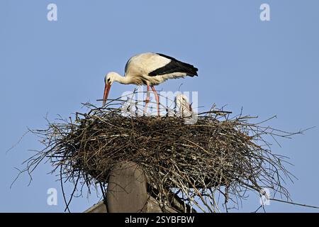 Weißstorch (Ciconia ciconia), Paar sitzend auf eyrie, Schweiz, Europa Stockfoto