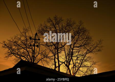 Gelber Sonnenuntergang über Ästen und Blechdach am späten Abend Stockfoto