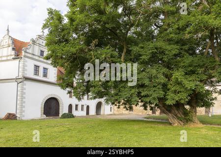 Ältester robinienbaum in Sachsen im Hof von Schloss Strehla, Sachsen, Deutschland, Europa Stockfoto