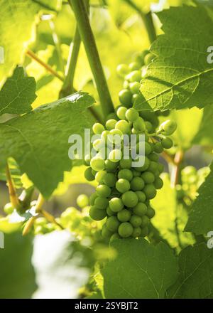 Die Trauben wachsen, Weinberg Prinz zur Lippe, Proschwitz, Meißen, Sachsen, Deutschland, Europa Stockfoto