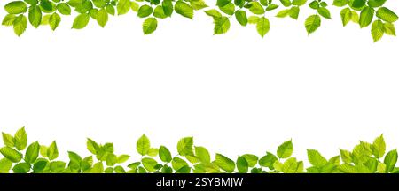 Grüner Zweig mit Blättern Rahmen natürlicher floraler Hintergrund isoliert auf weiß Stockfoto