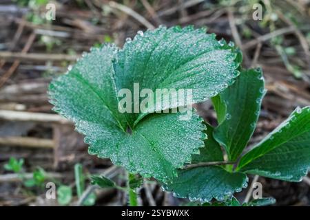 Erdbeerstrauch und grüne Blätter mit Wassertropfen. Blick von oben. Stockfoto