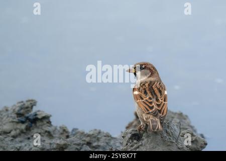Ein männlicher Hausspatzen (Passer domesticus), der auf dem Ufer am Wasser sitzt. Nahaufnahme. Unscharfer blauer Hintergrund. Kopierbereich Stockfoto