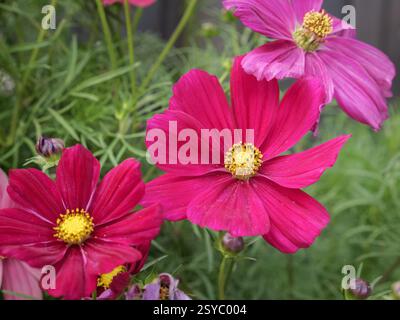 Nahaufnahme von drei rosa Kosmos Blumen in voller Blüte. Stockfoto