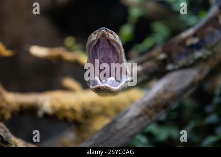 Netzpython-Schlange (Malayopython reticulatus), auch bekannt als Royal Python oder Ball Python. Foto des Netzpythonkopfes im Vollgesicht Stockfoto