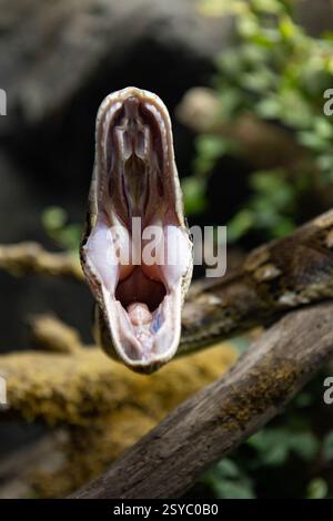 Netzpython-Schlange (Malayopython reticulatus), auch bekannt als Royal Python oder Ball Python. Foto des Netzpythonkopfes im Vollgesicht Stockfoto