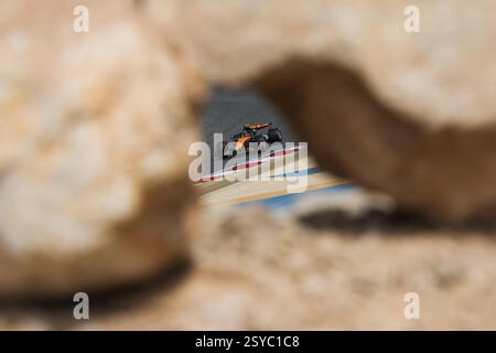 Während der Formel 1 Aramco-Vorsaisontests 2025 der FIA Formel-1-Weltmeisterschaft 2025 vom 26. Bis 28. Februar 2025 auf dem Bahrain International Circuit in Sakhir, Bahrain Stockfoto