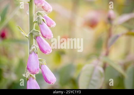 Rosa Glockenblumen im Garten Stockfoto