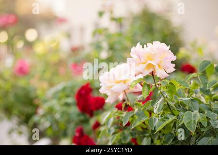 Zarte Rosen blühen in einem lebendigen Garten Stockfoto