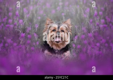 Porträt eines yorkshire Terriers, der in Klee sitzt. Stockfoto