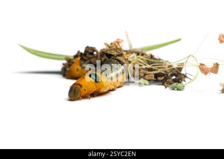 Gelber Kopf der Raupe Oleander Hawk Motte oder Daphnis nerii auf weißem Hintergrund Stockfoto