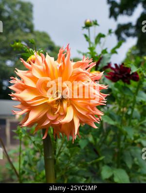 Nahaufnahme von orangen Dahlien, die draußen blühten Stockfoto
